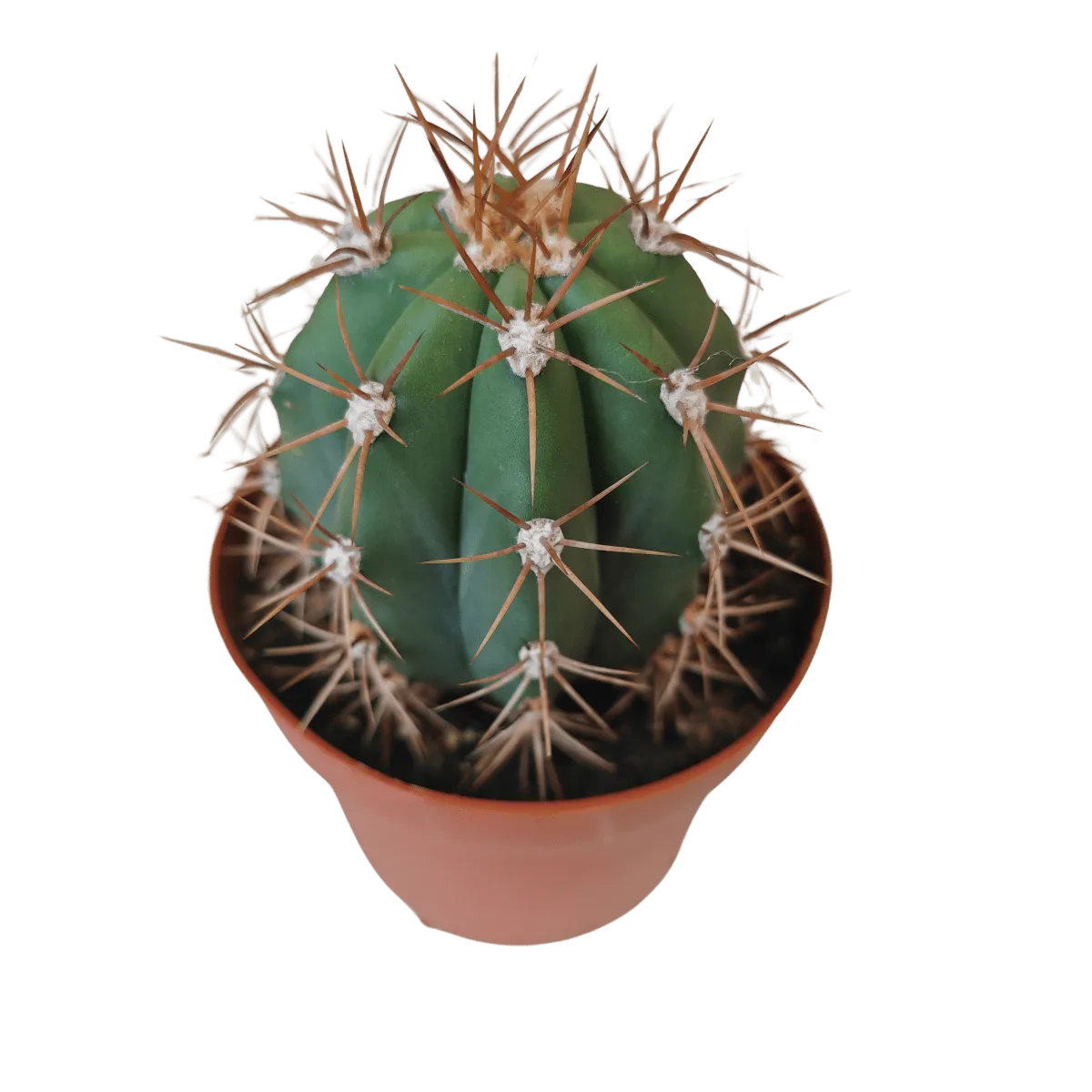 cactus mix - slika 7