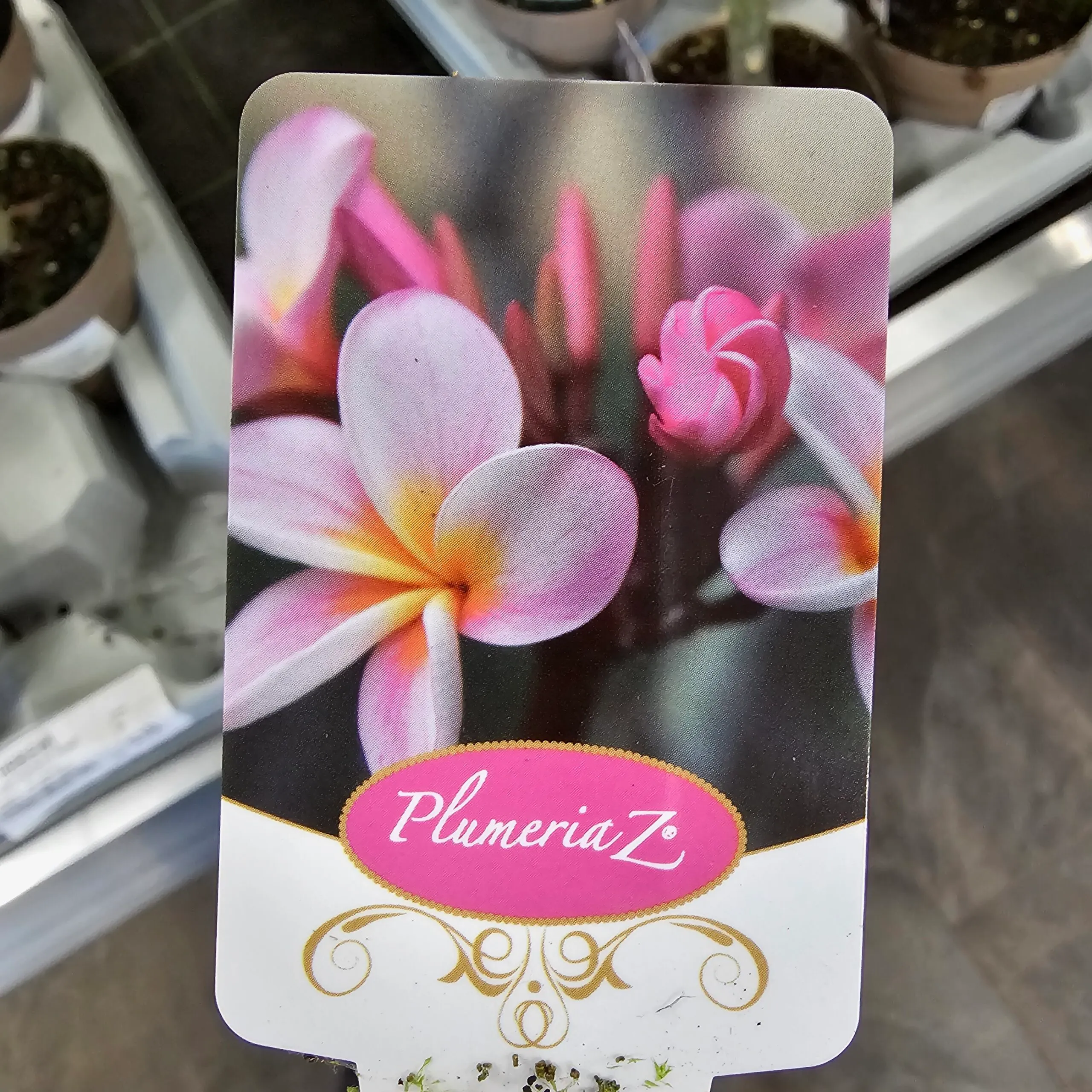 plumeria rubra”havaiian” - slika 4