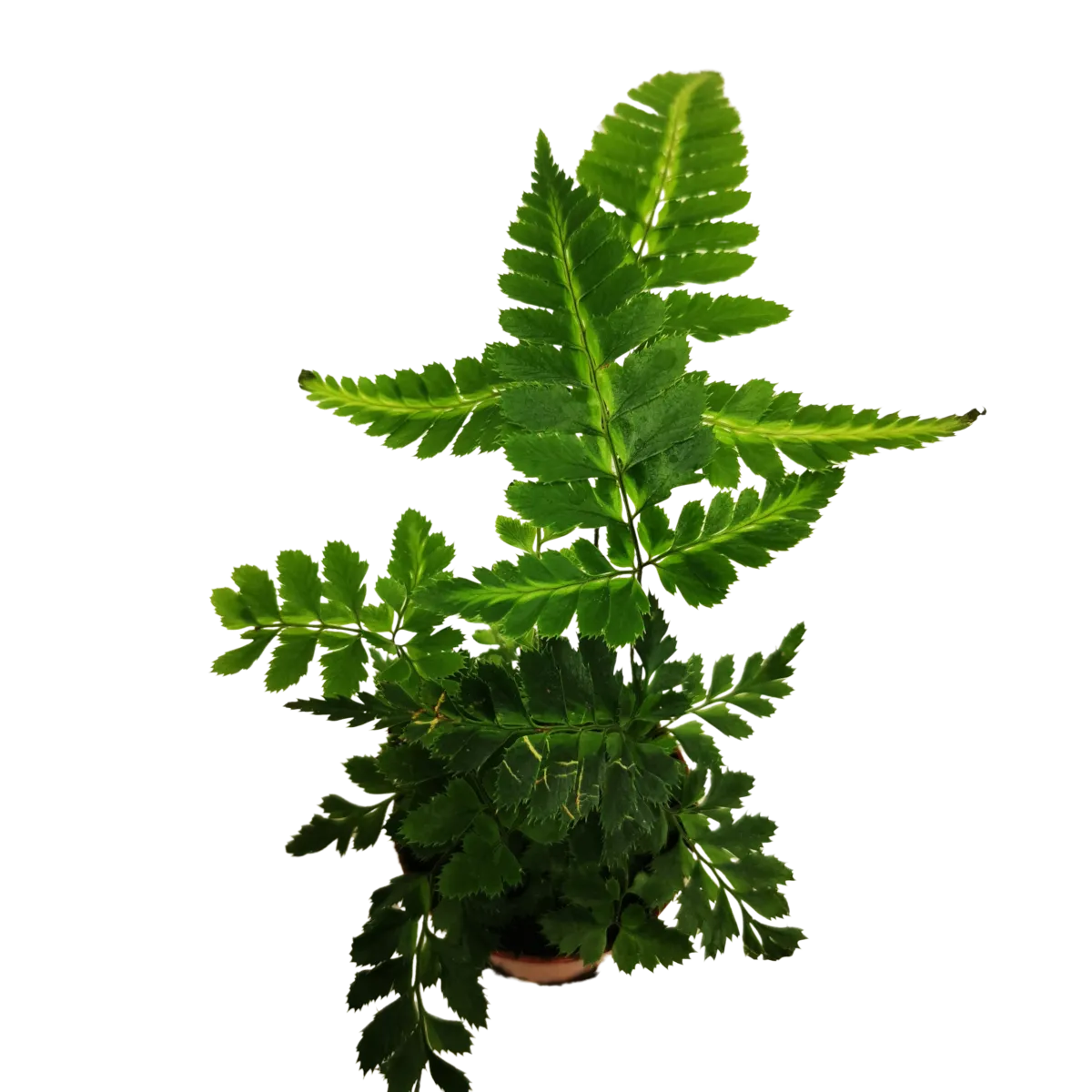 rumohra adiantiformis “variegata” - slika 4