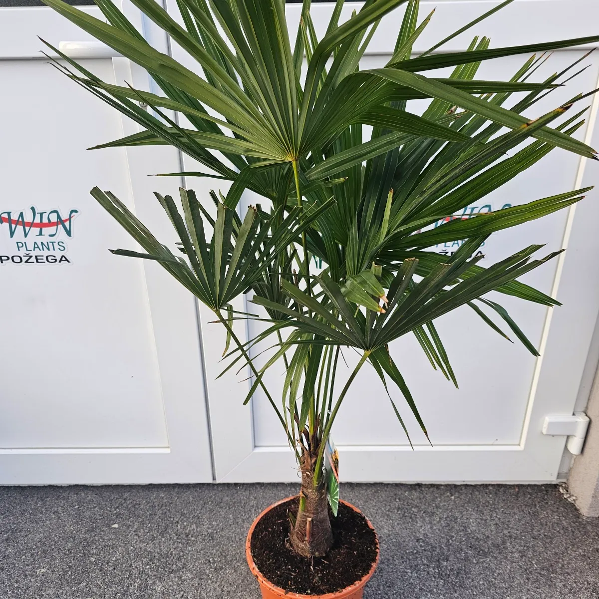 trachycarpus for./zimska palma - slika 2