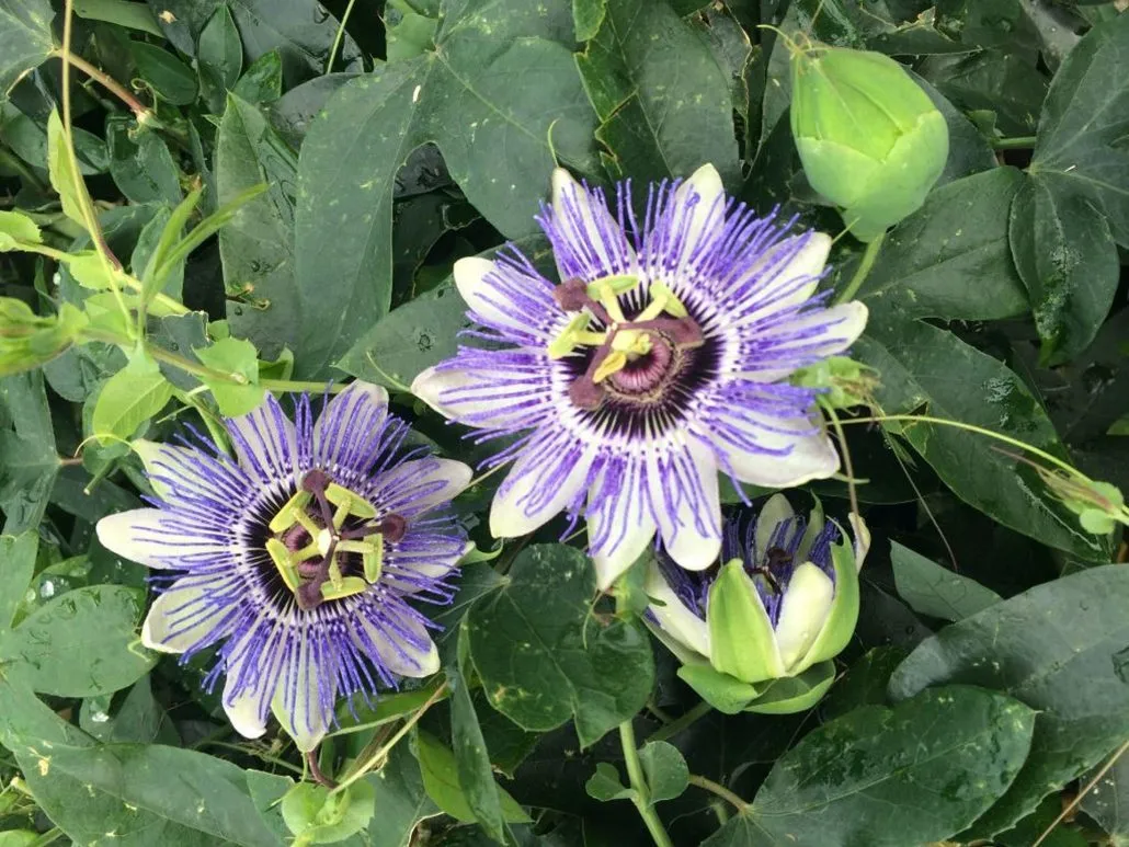 passiflora caeruela - slika 3