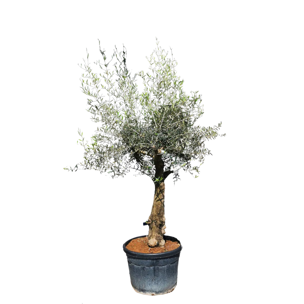 olea europaea (maslina) – stara, zrela biljka - slika 2