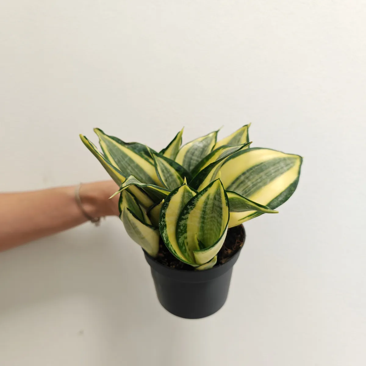 sansevieria “hahnii jade” multicolor - slika 2