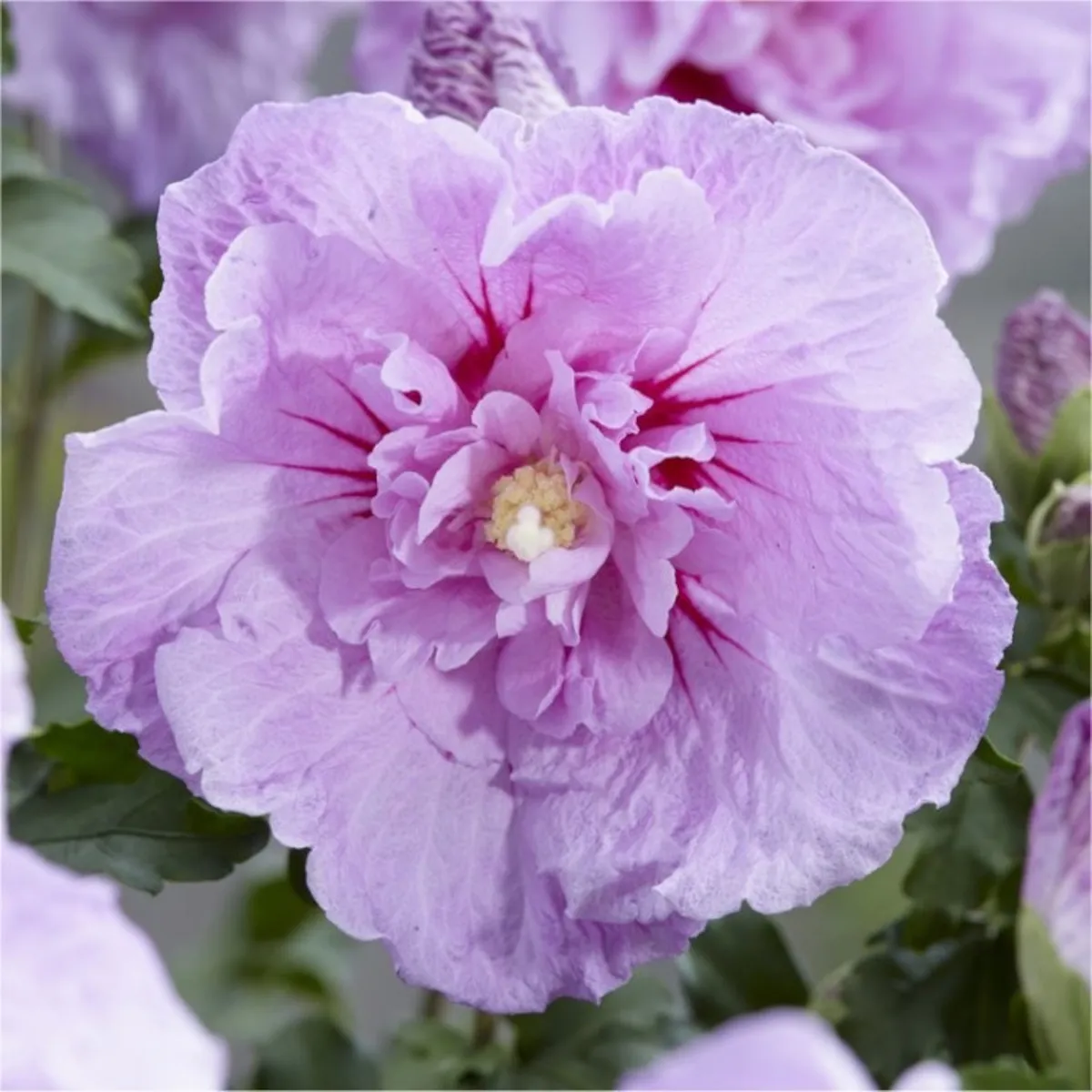 hibiscus syriacus - slika 4