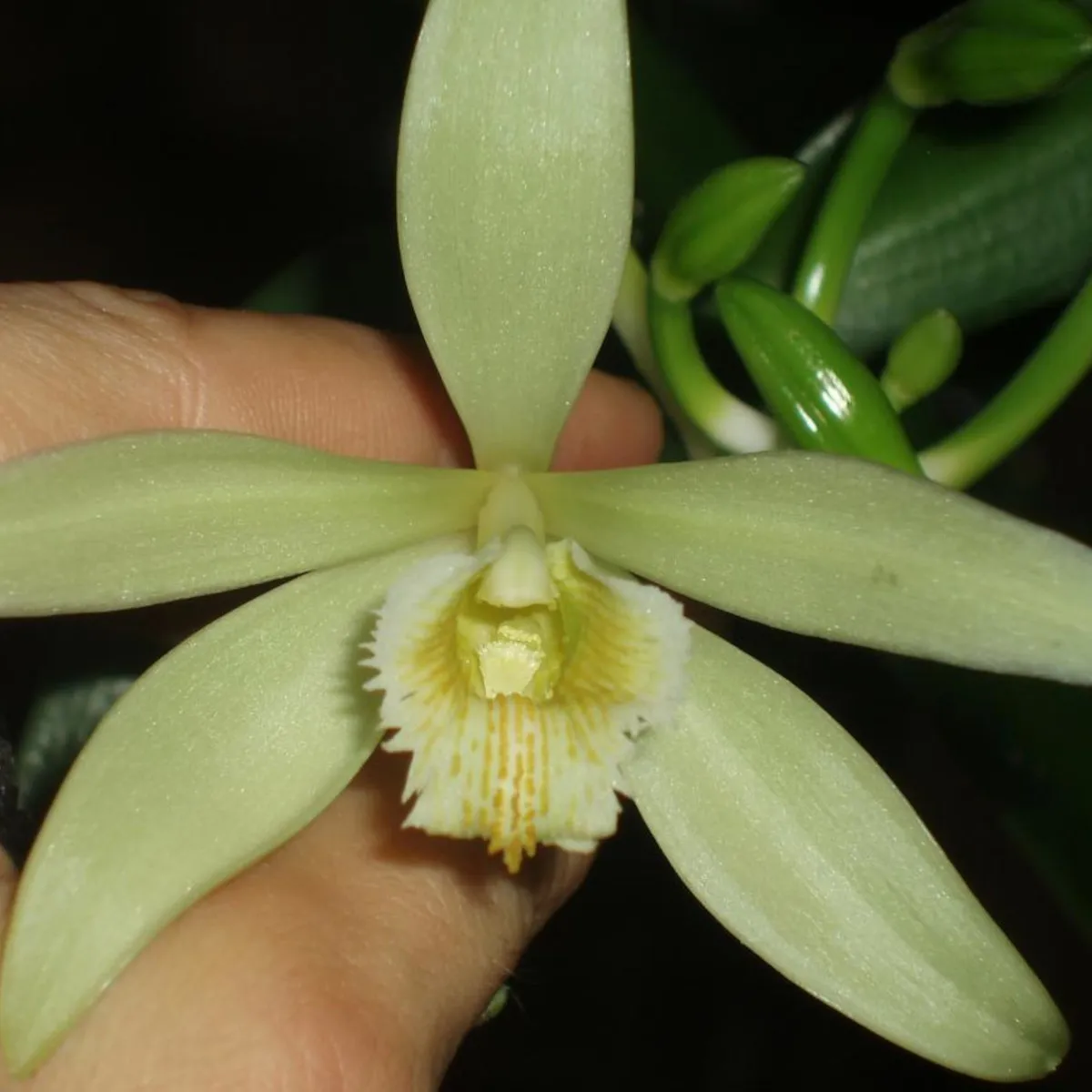 orhideja-vanille planifolia - slika 3