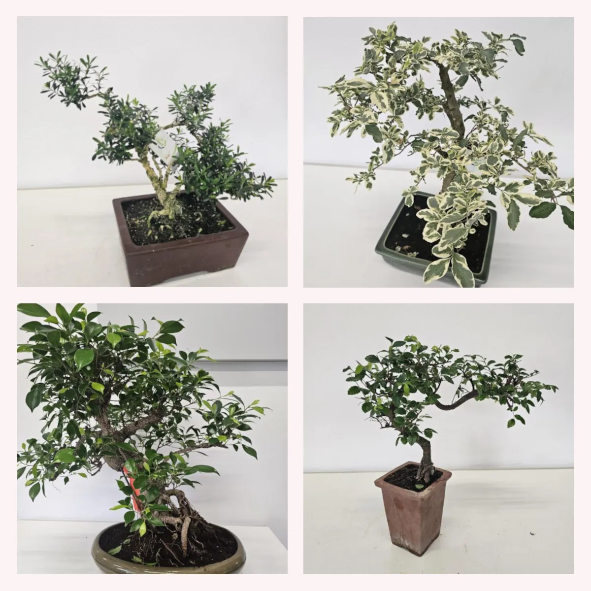 Cvjetajući Bonsai - Brestovac
