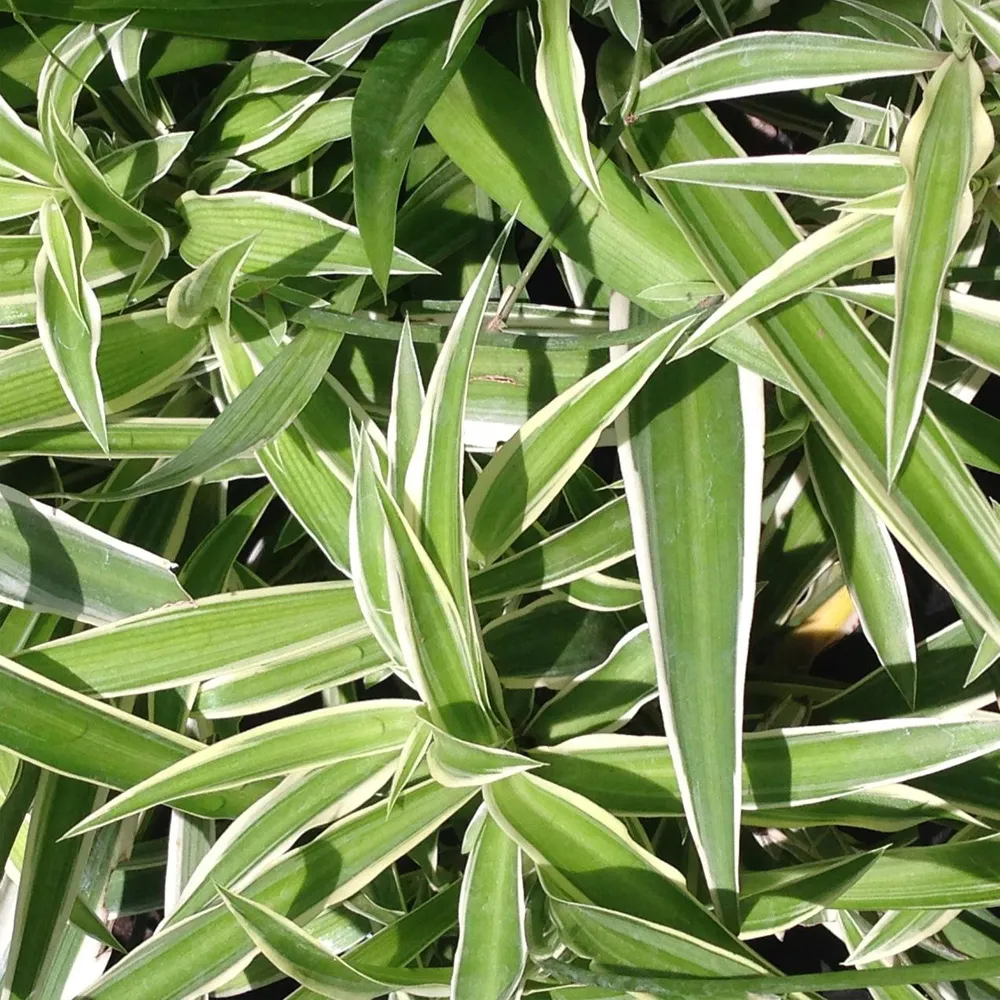chlorophytum co. ‘vittatum’ - slika 2