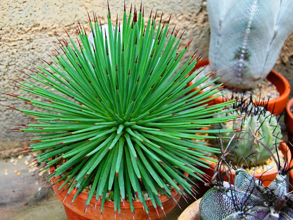 agave stricta ‘nana’ - slika 2