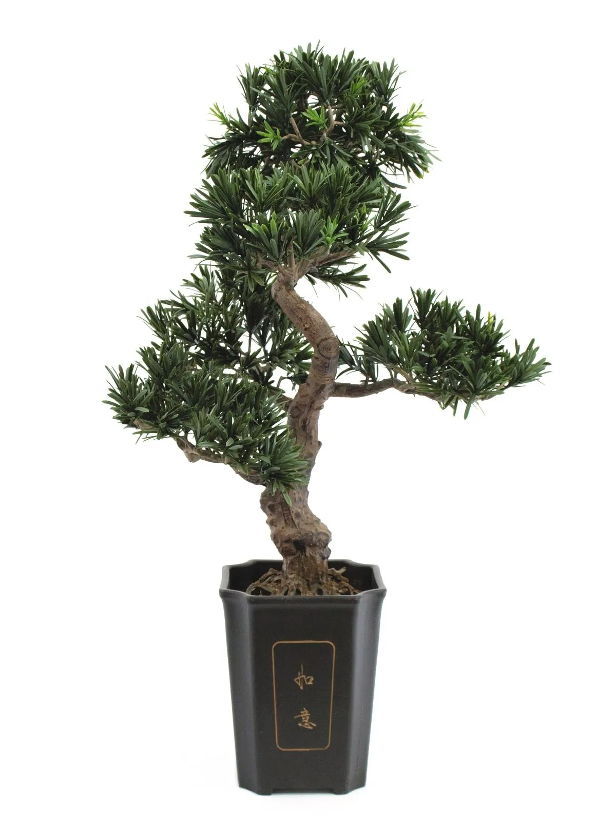 EUROPALMS Bonsai podocarpus, 80cm - Split