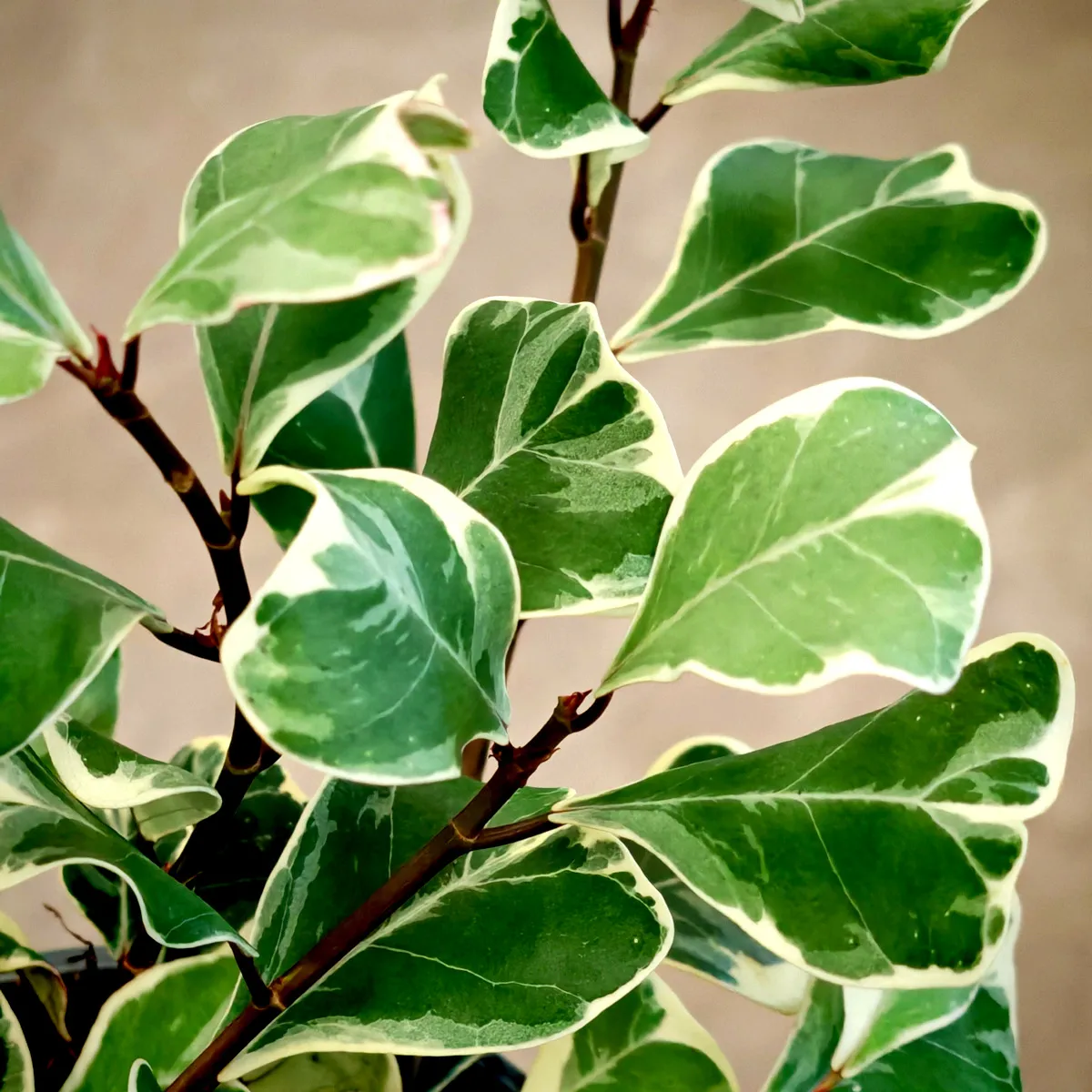 ficus lin “triangelaris”variegata - slika 2