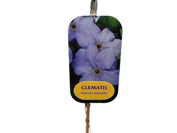 clematis “hybrida sieboldii” - slika 3