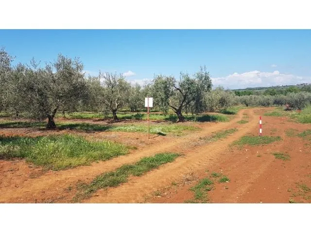 vabriga-maslinik sa 290 maslina na prodaji 300m od lanterne - slika 8