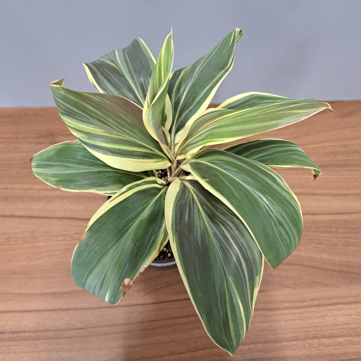 cordyline ‘chocolate queen’ - slika 2