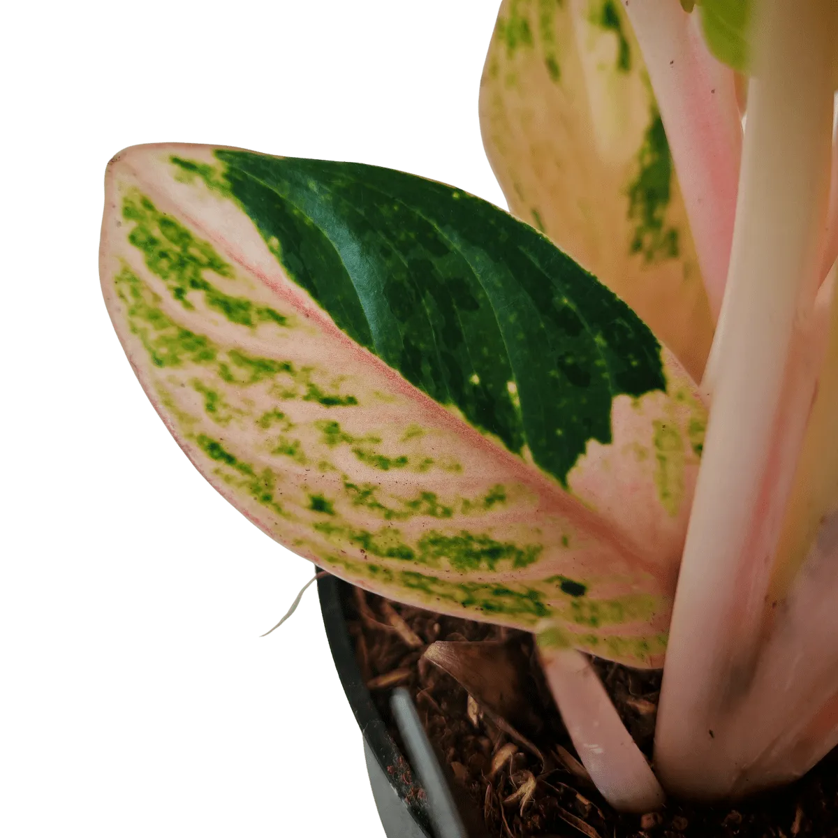 aglaonema - sobno cvijeće - slika 8