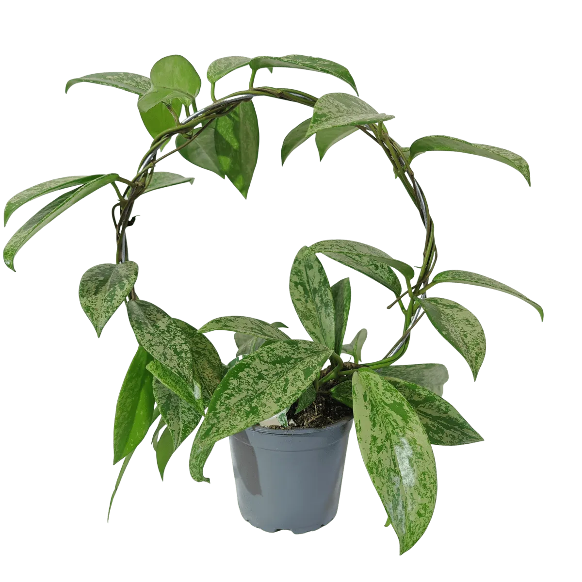 hoya carnosa “silverspots” - slika 3