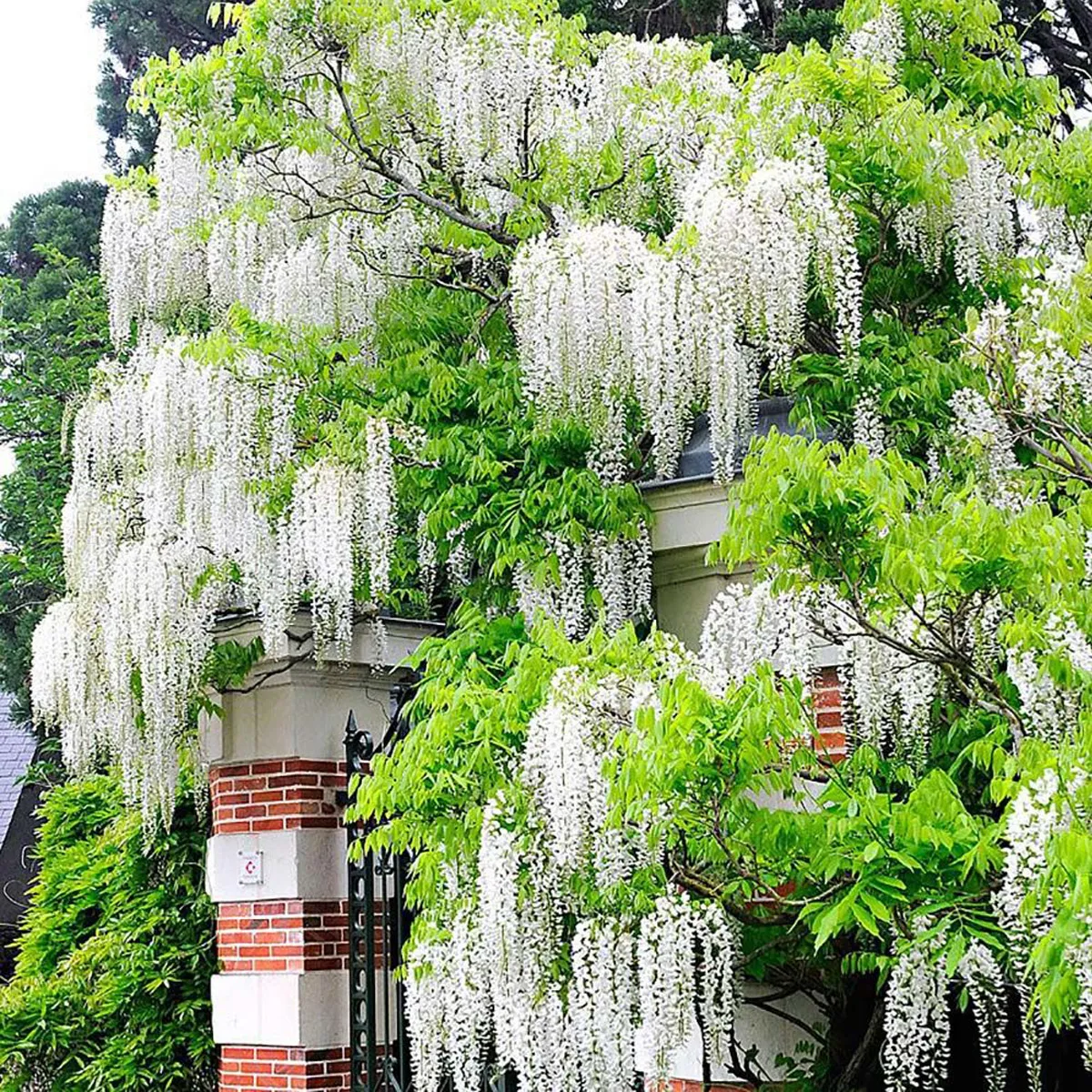 wisteria flor. “alba” - slika 2