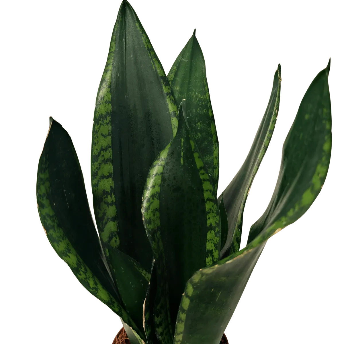 sansevieria “silver flame” - slika 2