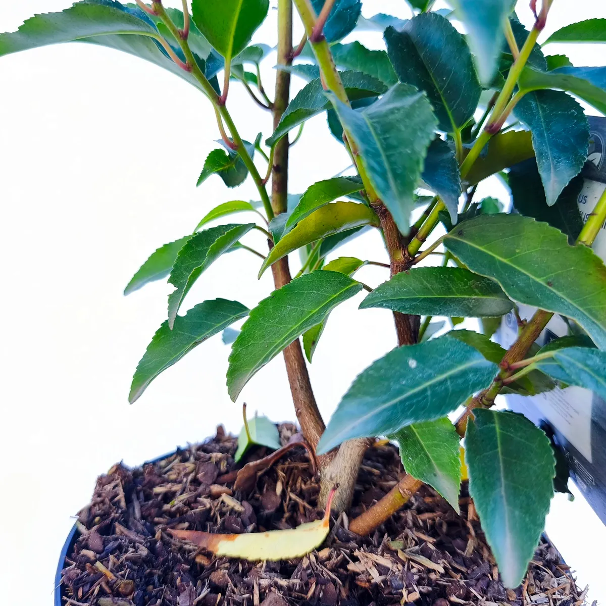 prunus l. “angustifolia”p.lovor višnja - slika 4