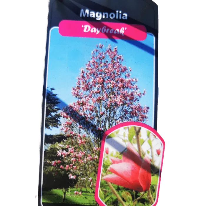 magnolia”daybreak”-mirisna - slika 3