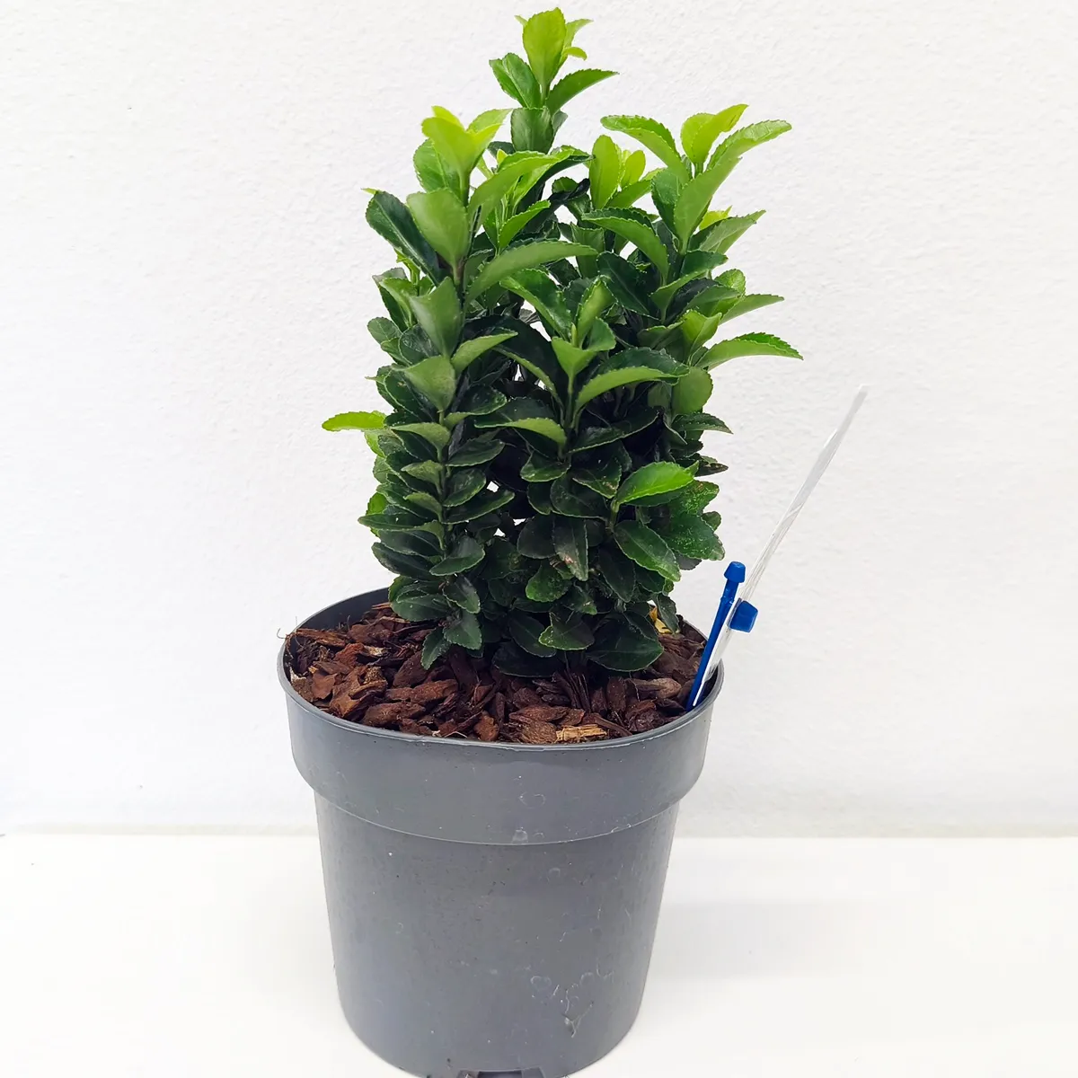 euonymus jap “green spire” - slika 2