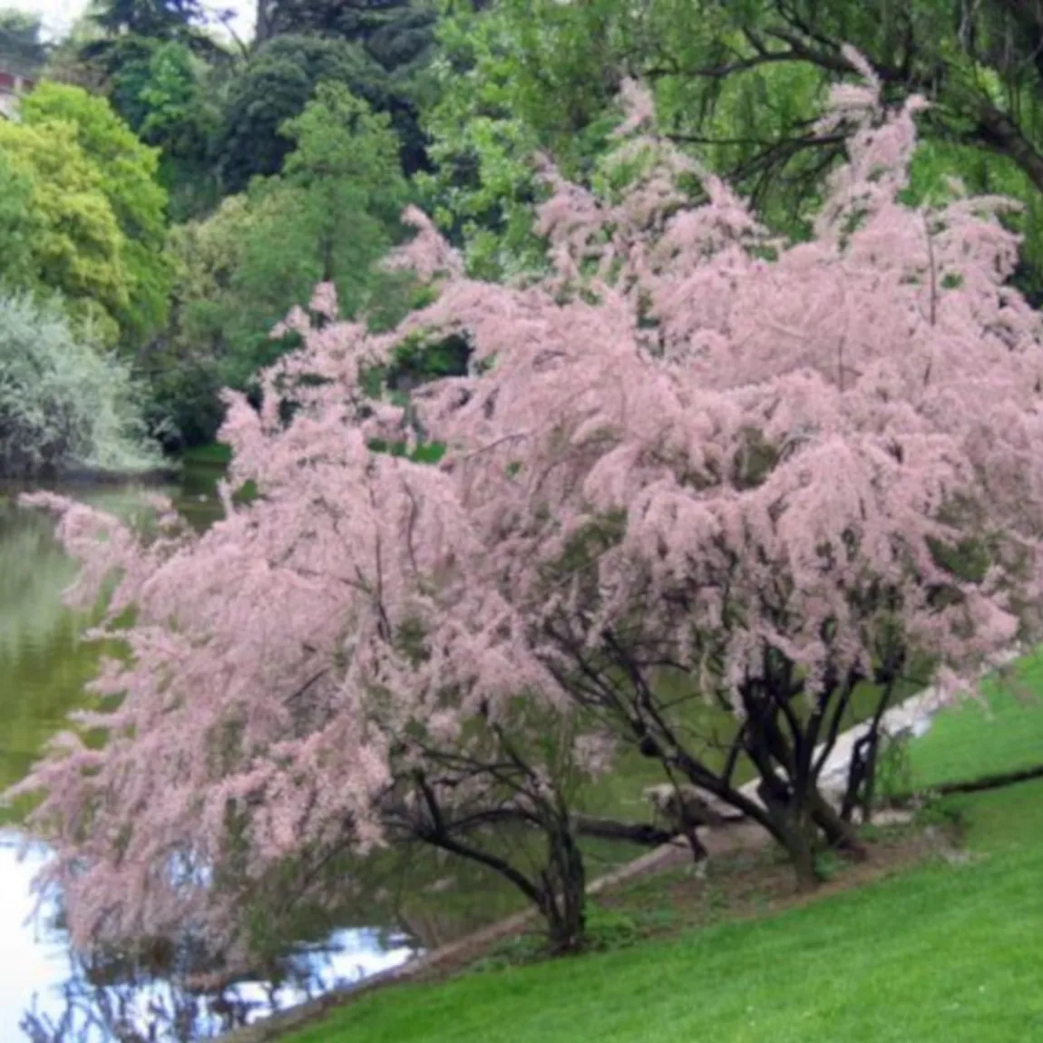 tamarix ramosis.”rubra” - slika 2