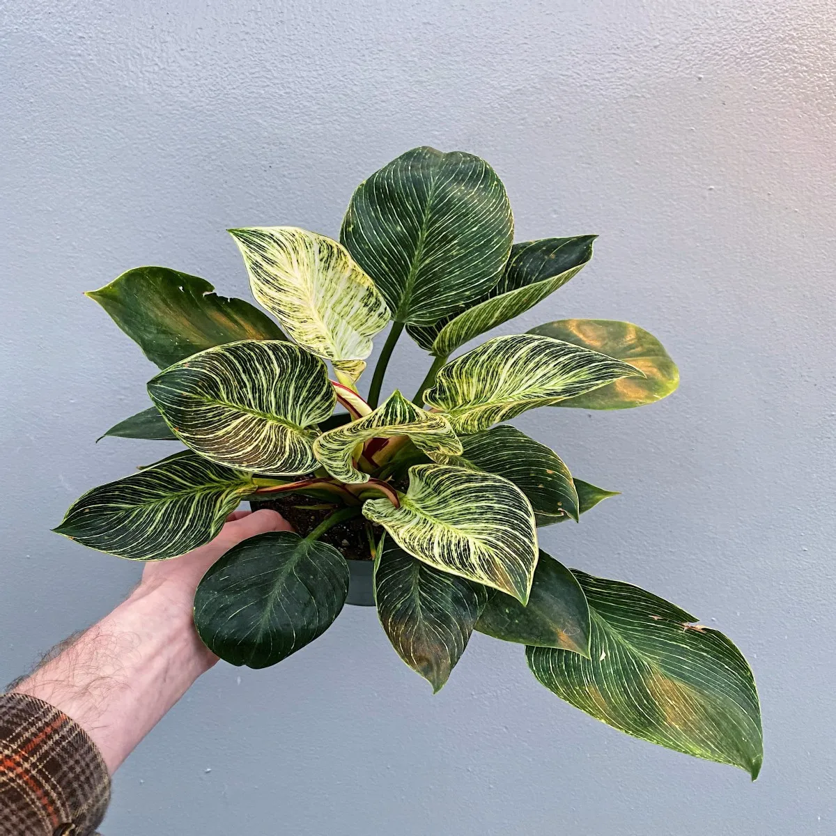 philodendron “birkin” - slika 4