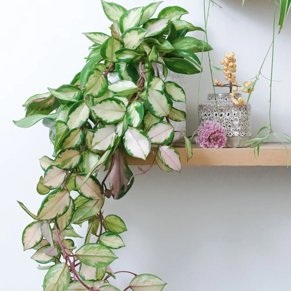 hoya carnosa “tricolor” - slika 4