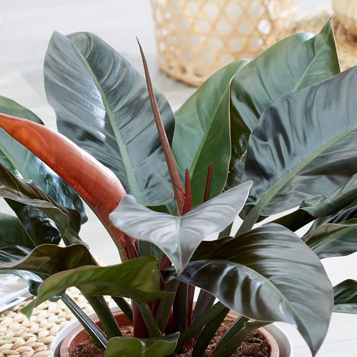 philodendron “imperial red” - slika 2