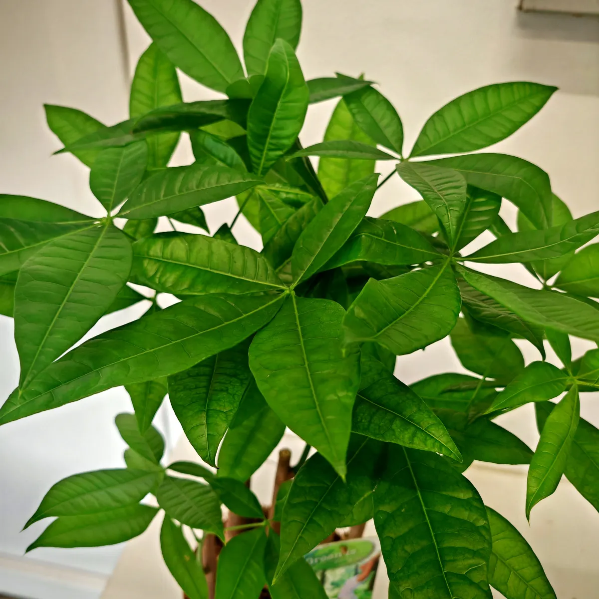 pachira aquatica - slika 2