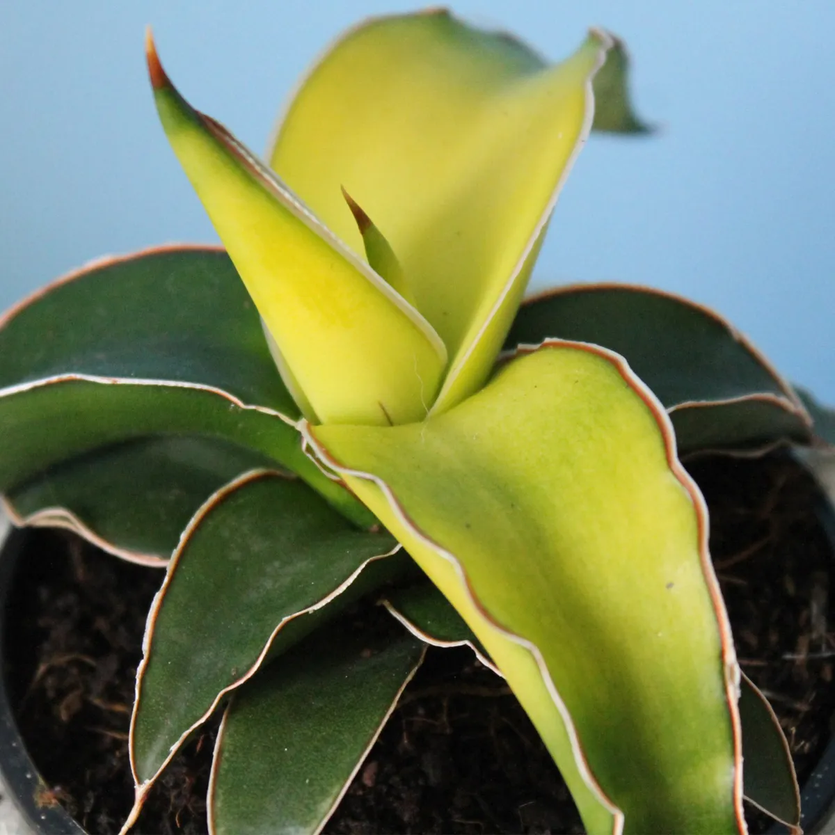 sansevieria cyl.” star canary” - slika 2
