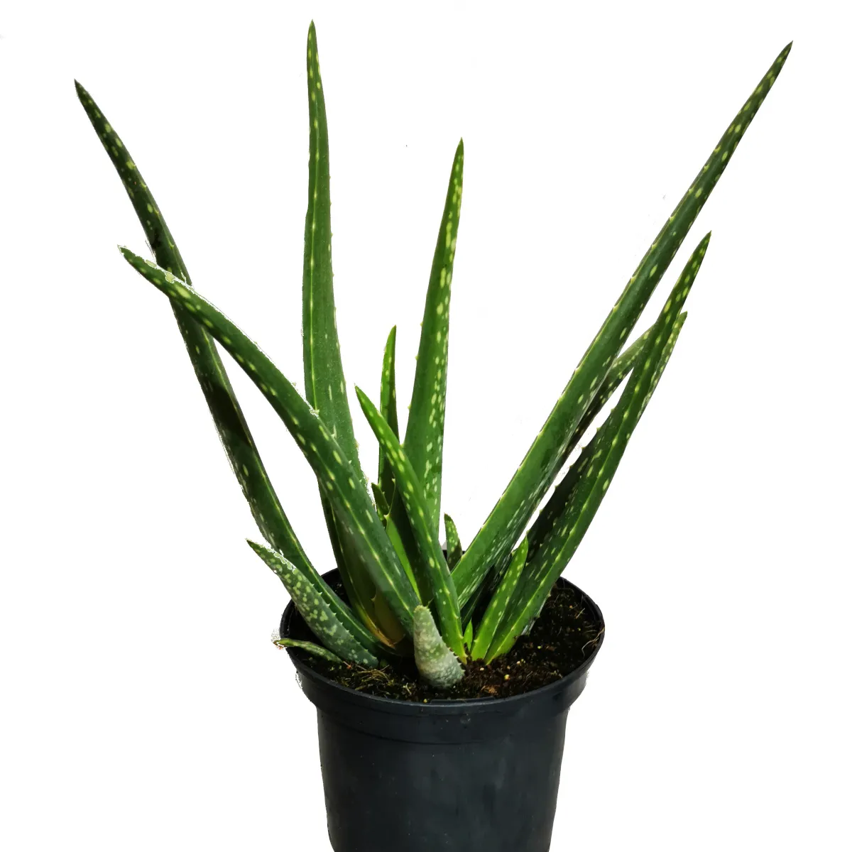 aloe vera / aloja - slika 4