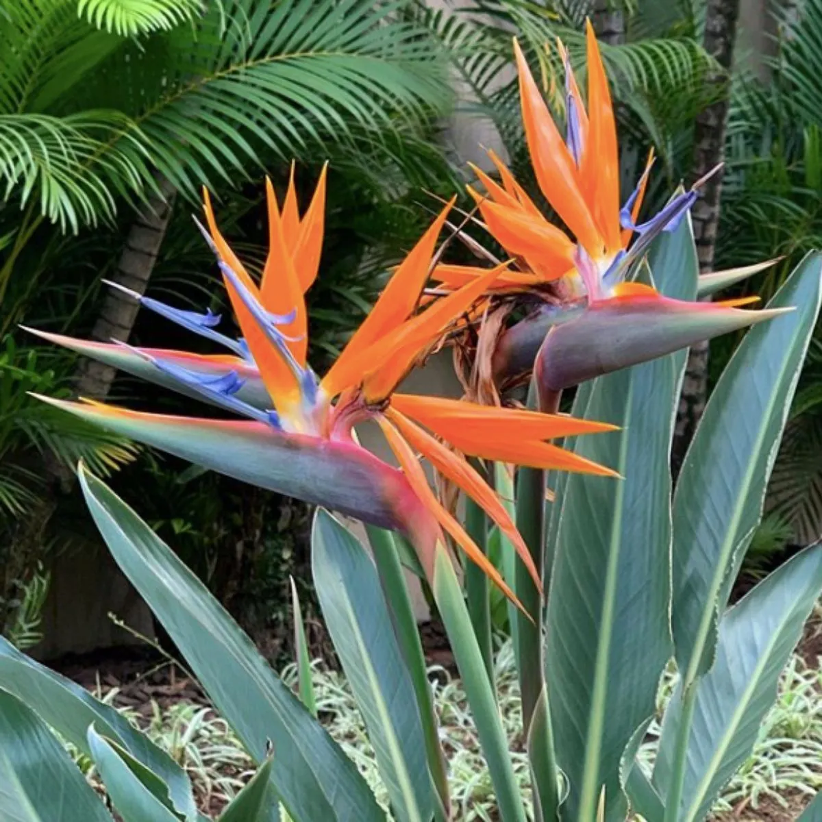 strelitzia “reginae” - slika 2