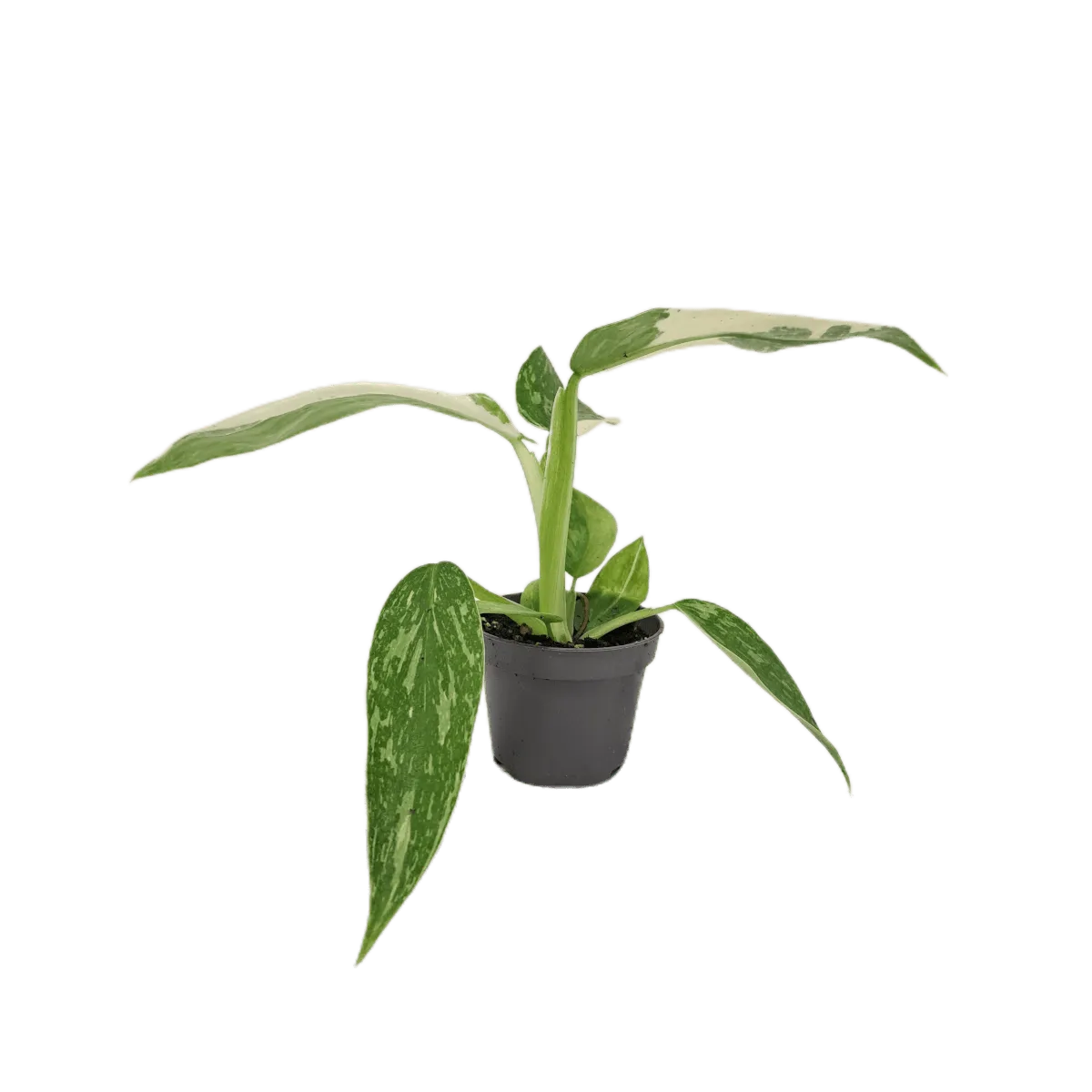 philodendron “jose buono” - slika 2