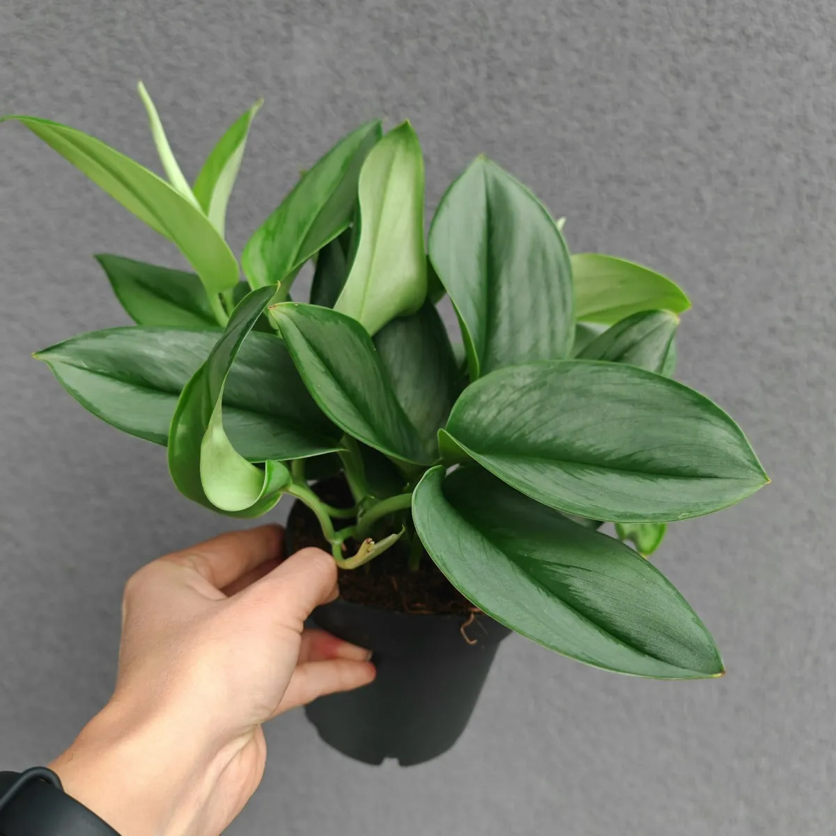scindapsus “treubii moonlight” - slika 2