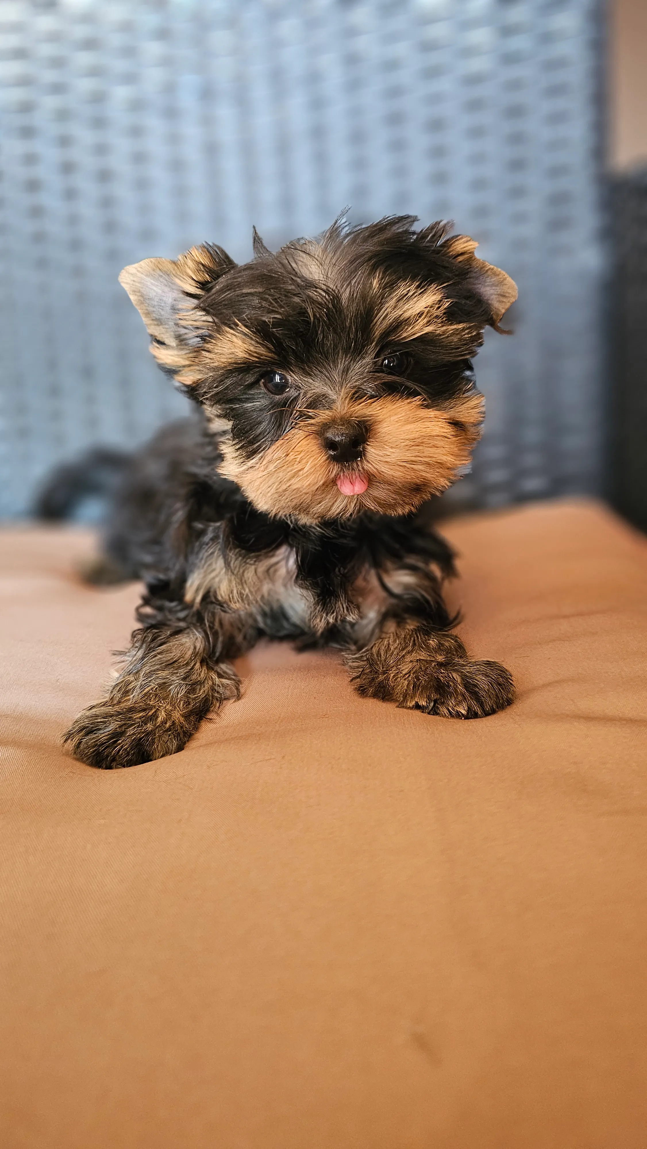 yorkshire terrier jorkširski terijer yorkie jorki - slika 2