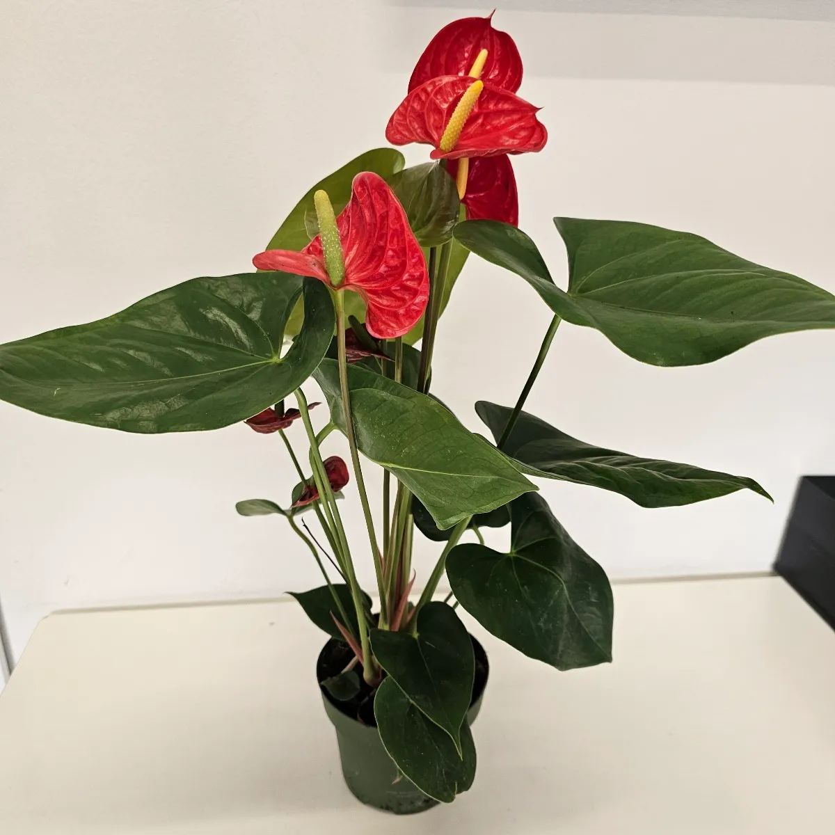 anthurium “madural red” - slika 2