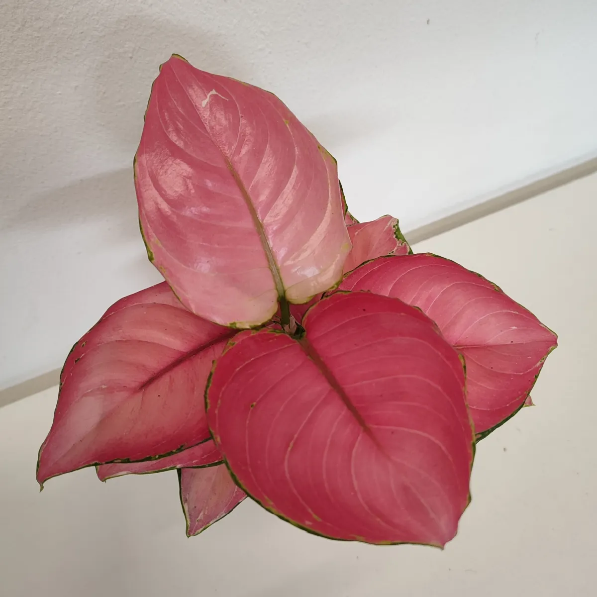 aglaonema “ruby red” - slika 2