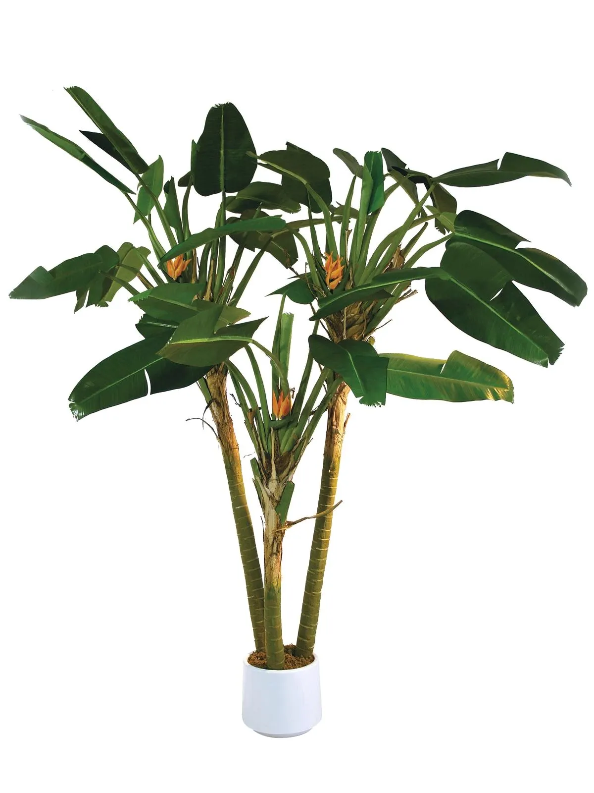 EUROPALMS Bird-of-paradise palm, 250cm - Split