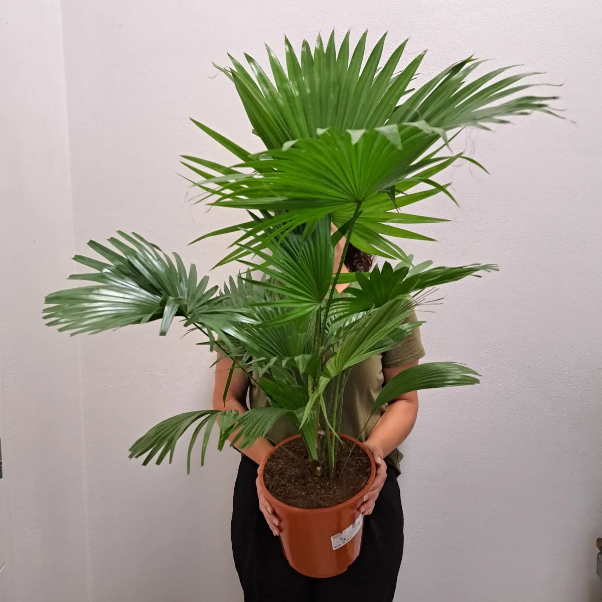 palma “livistona rotundifolia” - slika 3