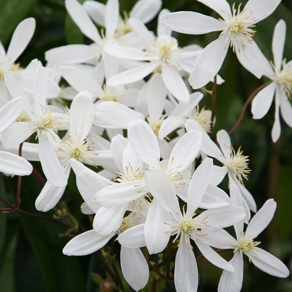 clematis arm. “white” - slika 2