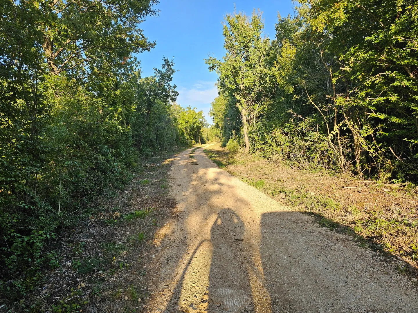 maslinik sa 170 mladih maslina u okolici tara kod poreča i blizu mora - slika 2