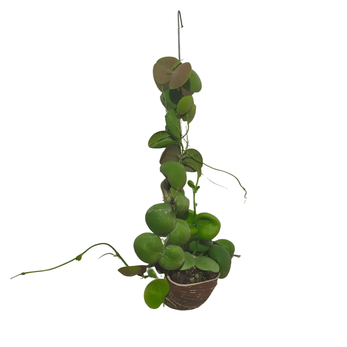 dischidia “snaily” - slika 2