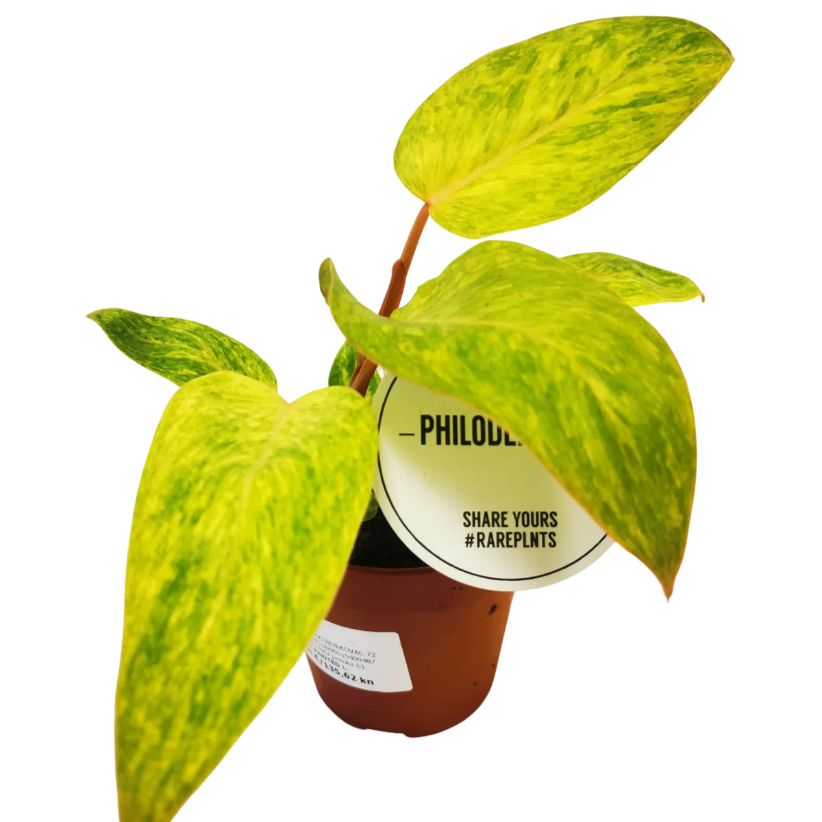 philodendron “painted lady” - slika 2