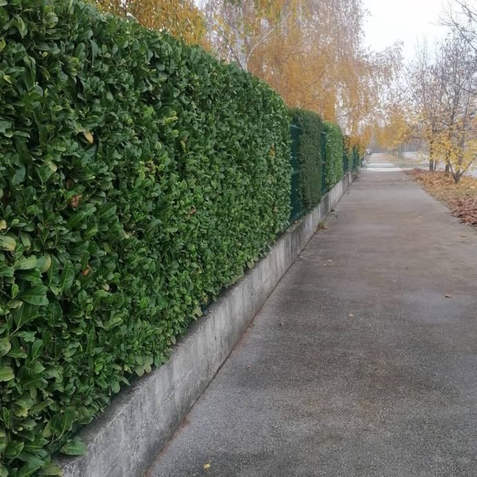 šišanje i oblikovanje živica 095/333-4444 - slika 2