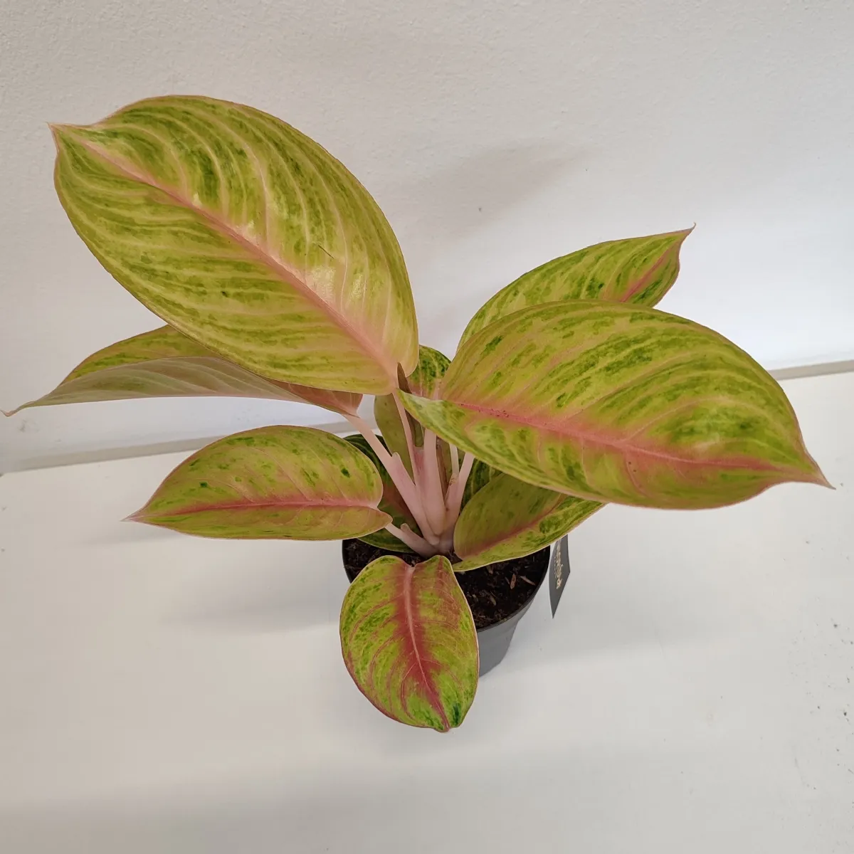 aglaonema “rose parakeet” - slika 2