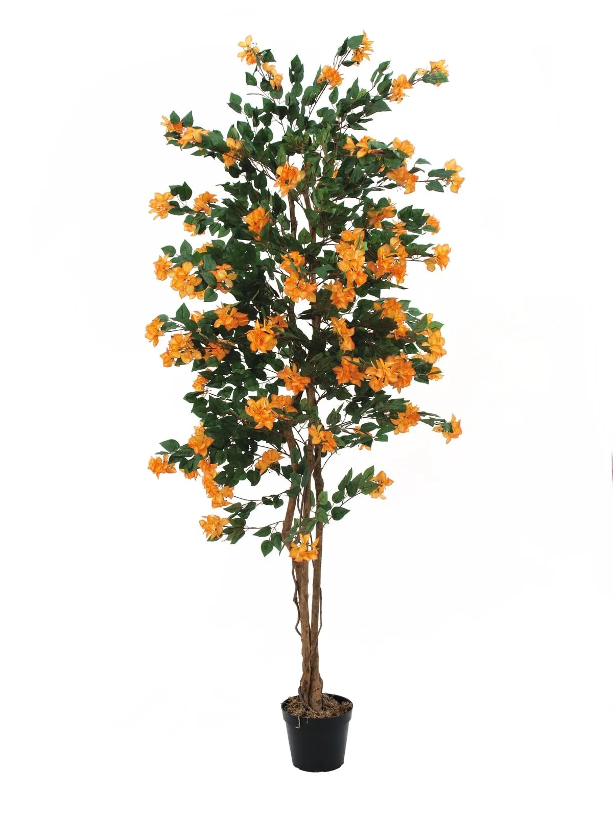 EUROPALMS Bougainvillea, salmon, 210cm - Split