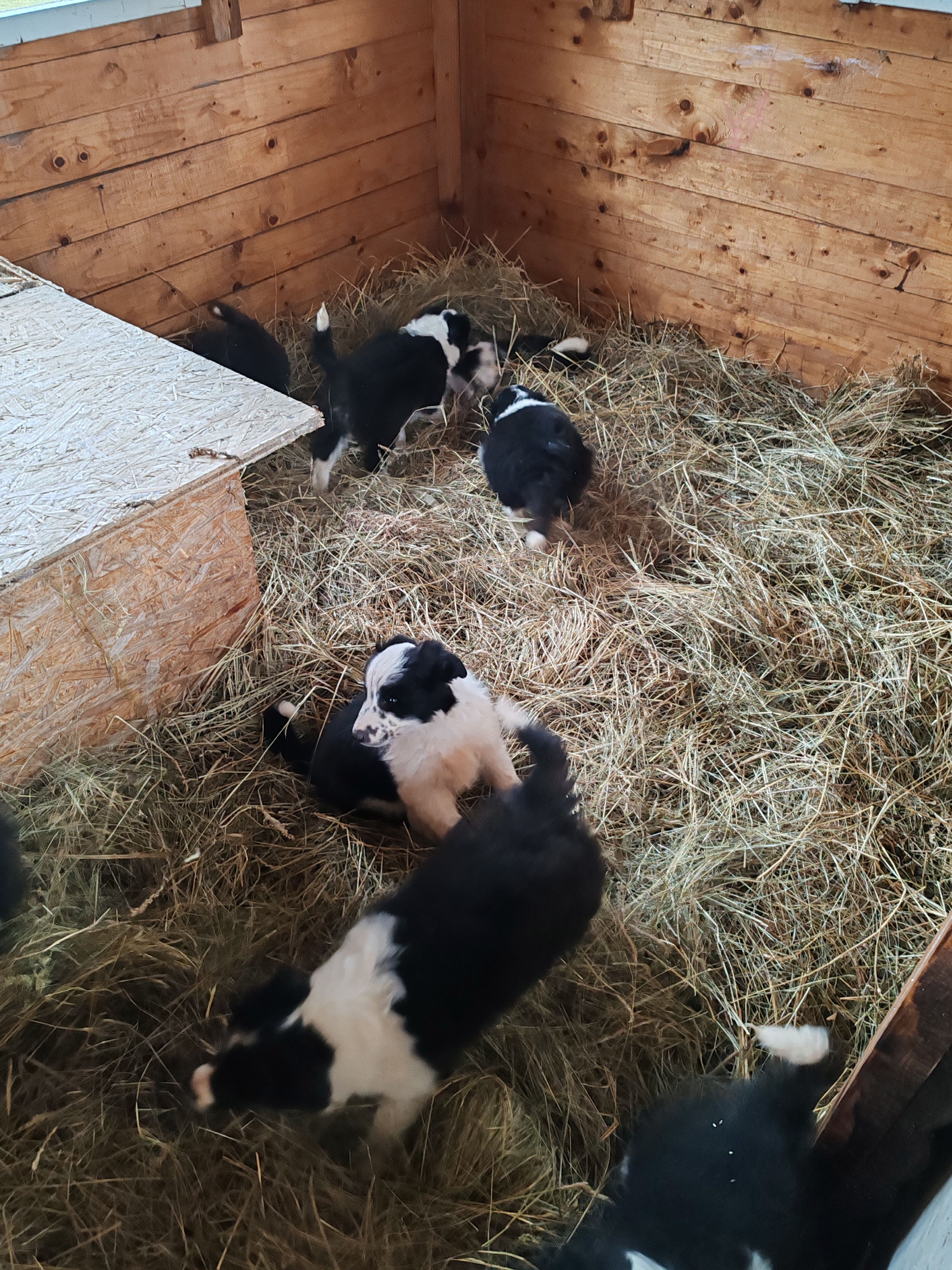 border collie štenci - slika 5