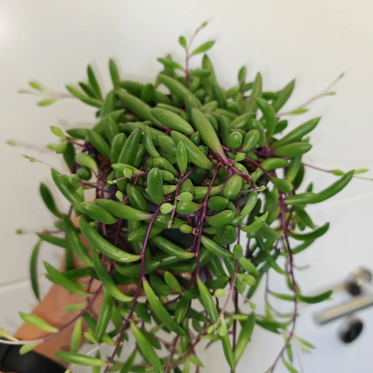 senecio herreianus - slika 5